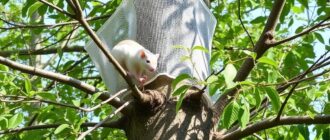 Защита деревьев от грызунов: методы и материалы — как сохранить молодые посадки от ночного набега