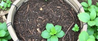 Обустройство компостной кучи: правила и сроки созревания