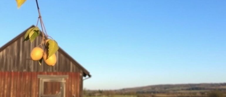 Хранение урожая зимой: погреб и альтернативные варианты — как сохранить вкус и запас на всю зиму